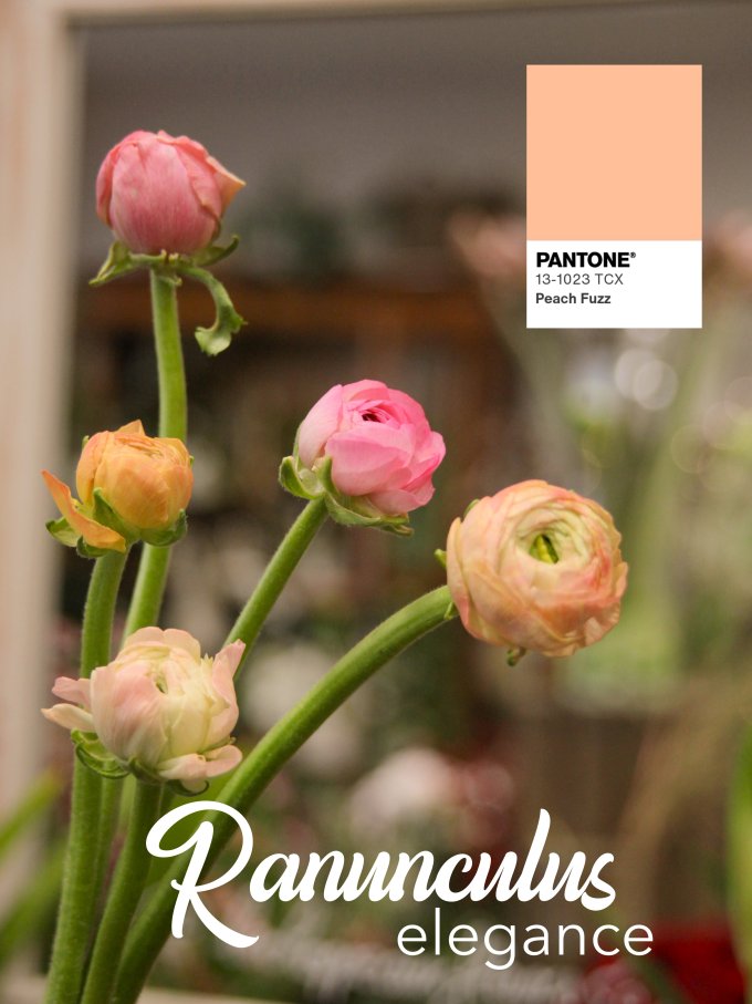 Fleurs de janvier photo 9